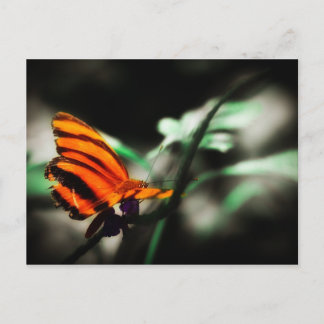 Butterfly Postcard
