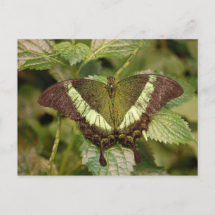 Butterfly Postcard