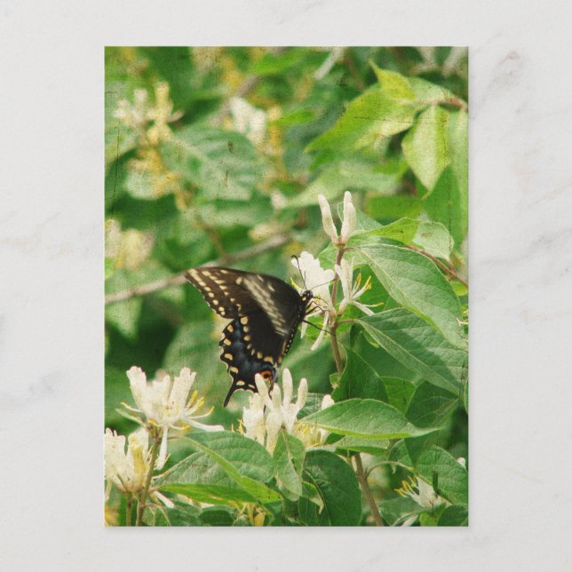 Butterfly Postcard (Front)