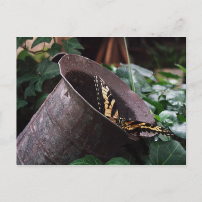 Butterfly Postcard (Front)
