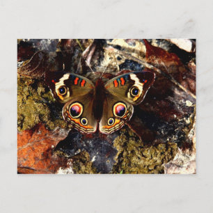 Butterfly Postcard