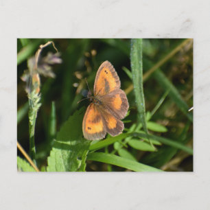 Butterfly Postcard