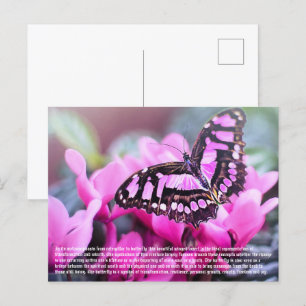 Butterfly Postcard