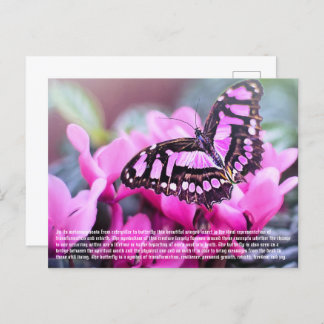 Butterfly Postcard