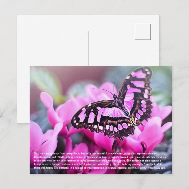 Butterfly Postcard (Front/Back)