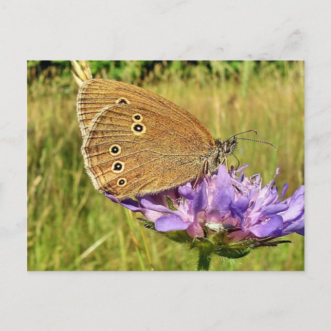 Butterfly Postcard (Front)