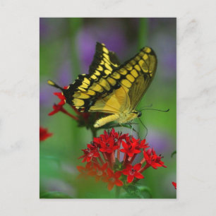 butterfly postcard