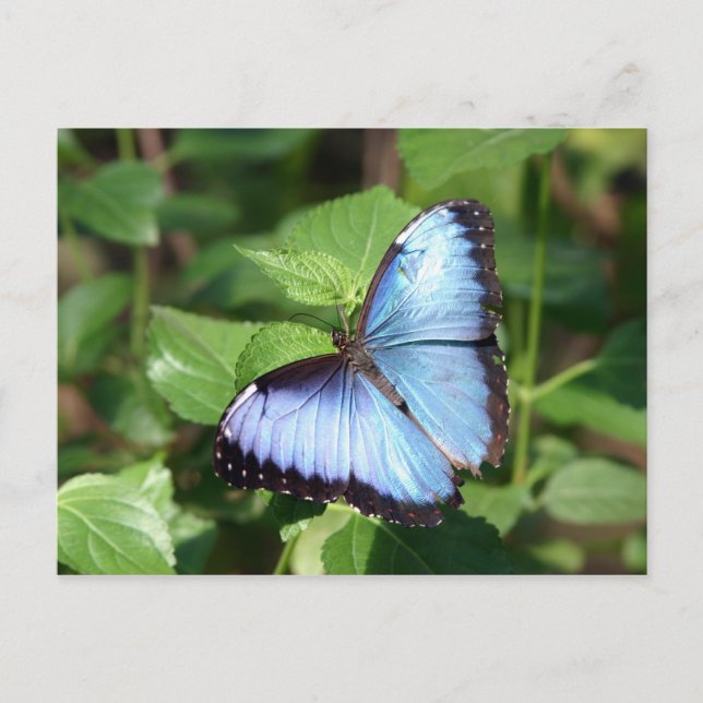 butterfly postcard (Front)