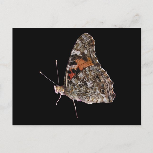 Butterfly Postcard (Front)