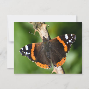 Butterfly Postcard