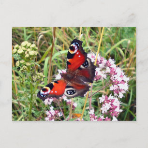 Butterfly Postcard