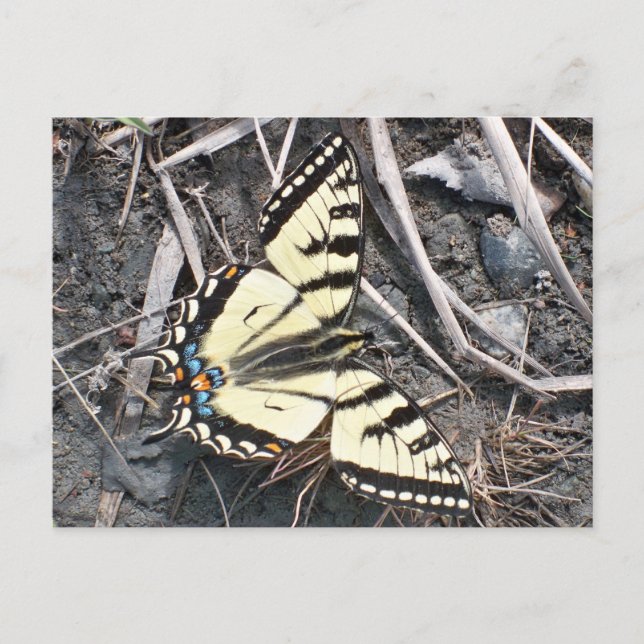 Butterfly postcard (Front)