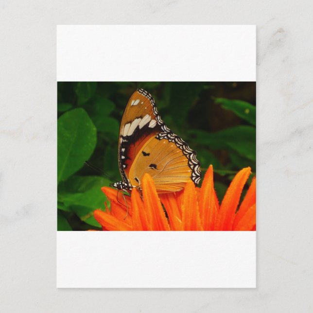 Butterfly Postcard (Front)