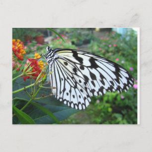 Butterfly postcard