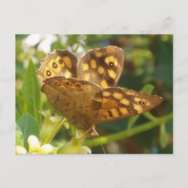 Butterfly Postcard (Front)