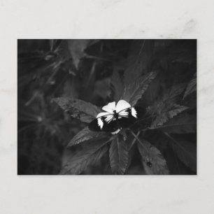 Butterfly Postcard