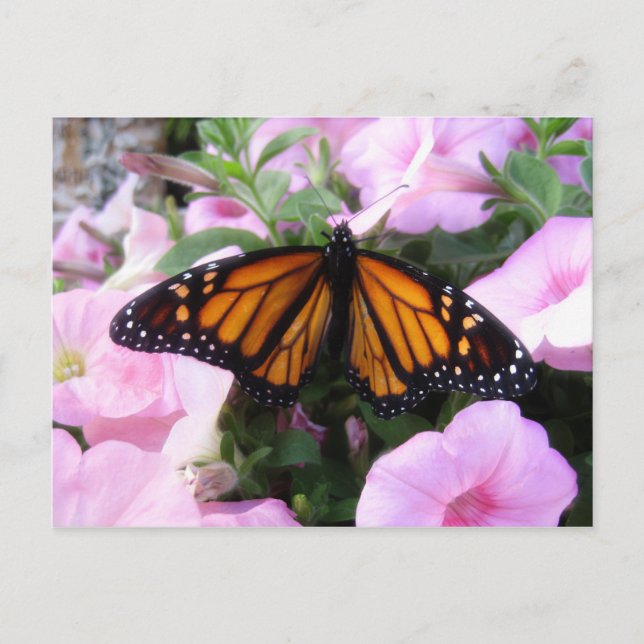 butterfly postcard (Front)