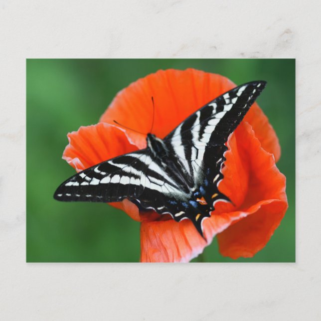 Butterfly Postcard (Front)