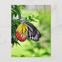 Butterfly - postcards