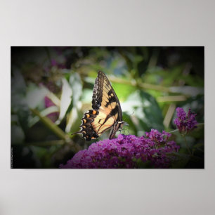 Butterfly,  poster