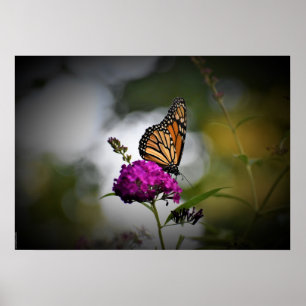 Butterfly, Poster
