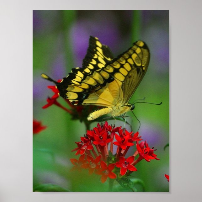 butterfly poster (Front)