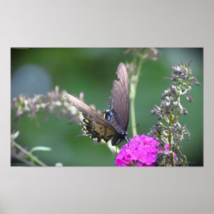 Butterfly,  poster