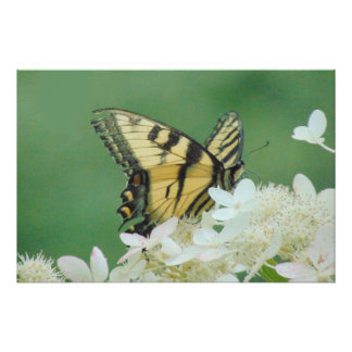 Butterfly Poster