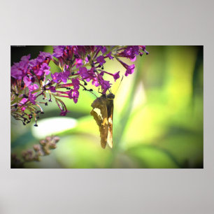 Butterfly, Poster