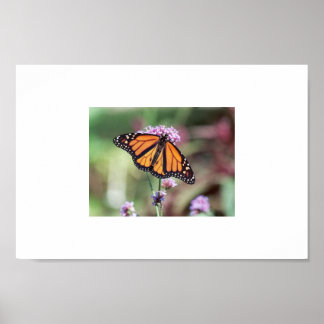 Butterfly Poster