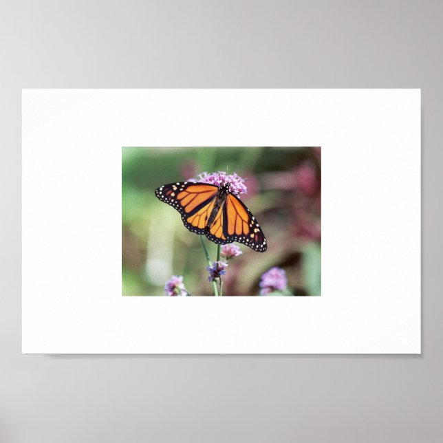 Butterfly Poster (Front)