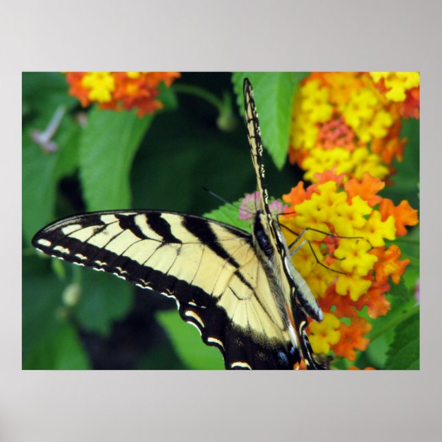 Butterfly Poster (Front)