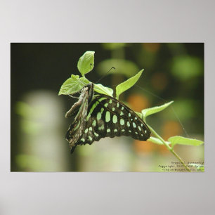 Butterfly Poster