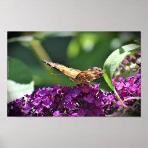 Butterfly, Poster