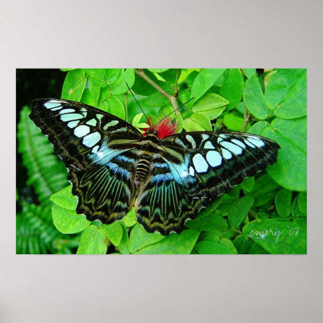 Butterfly Poster (Front)