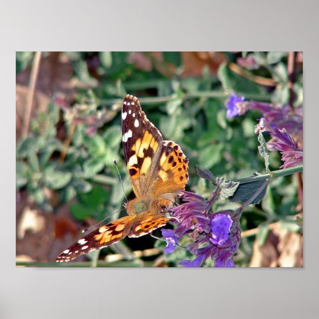 Butterfly Poster (Front)