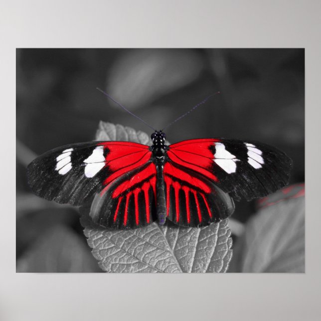 Butterfly Print (Front)