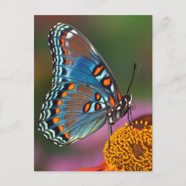Butterfly profile on a flower postcard (Front)