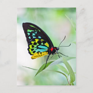 Butterfly Rainbow Colours Postcard