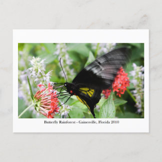 Butterfly Rainforest - Gainesville, FL 006 Postcard