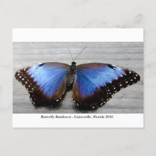 Butterfly Rainforest - Gainesville, FL 010 Postcard