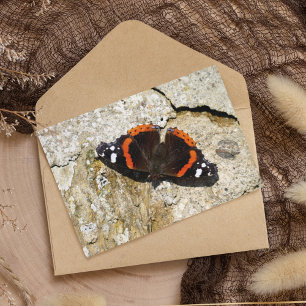 Butterfly - Red Admiral Postcard