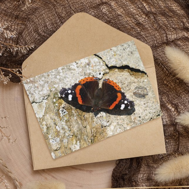 Butterfly - Red Admiral Postcard (Creator Uploaded)