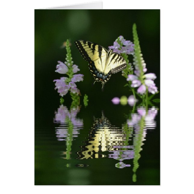 Butterfly Reflections (Front)