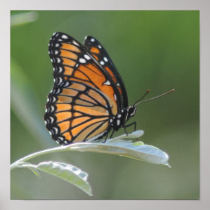 Butterfly Resting On A Leaf Poster