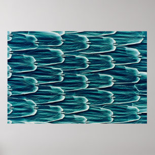 Butterfly - scales poster