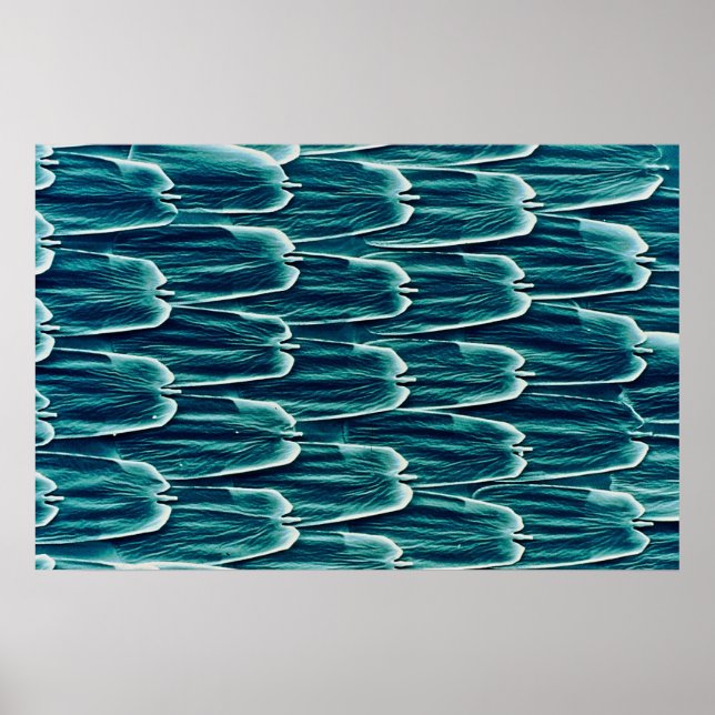 Butterfly - scales poster (Front)