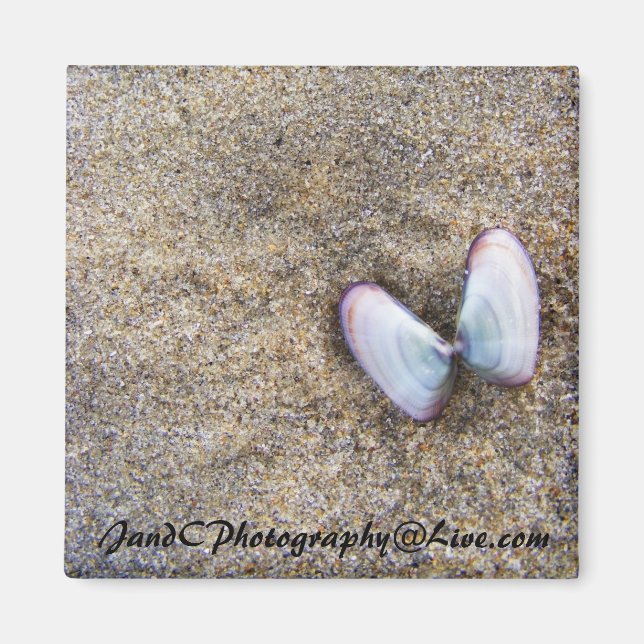 Butterfly Shells Magnet (Front)
