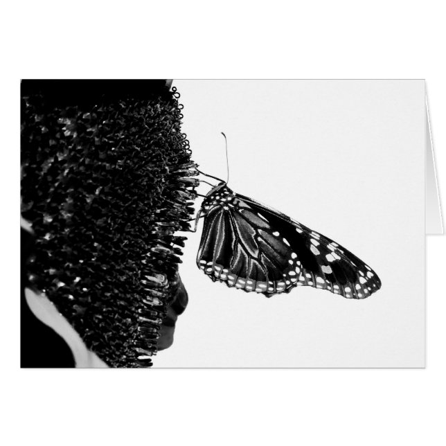 butterfly shy blacq (Front Horizontal)
