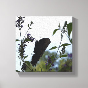 Butterfly Silhouette Canvas Print